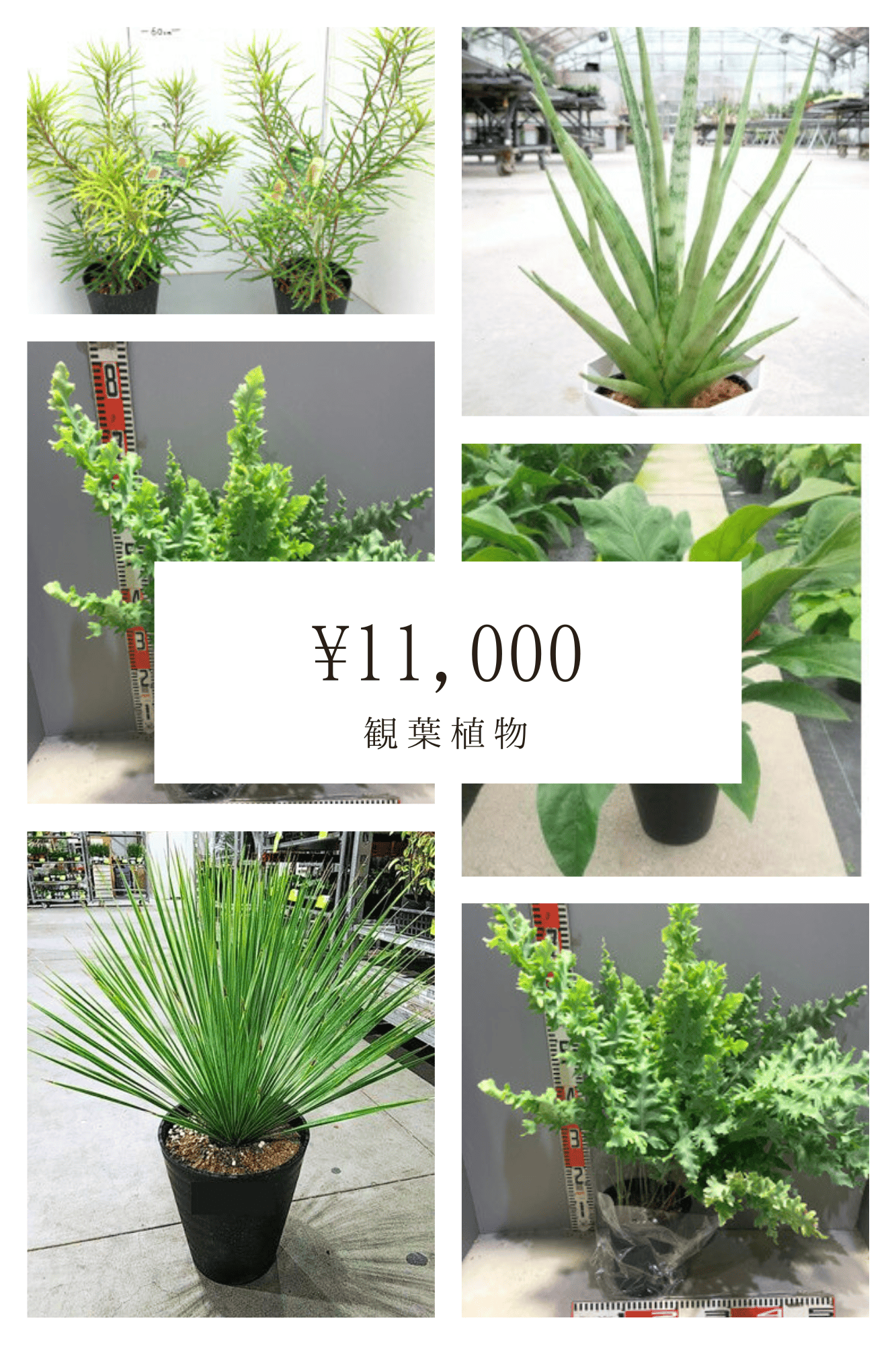 観葉植物