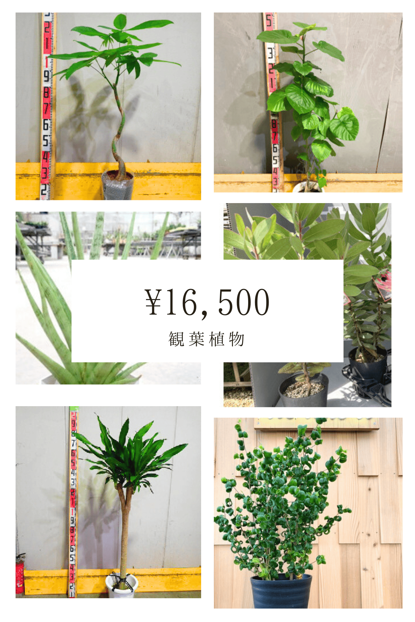 観葉植物