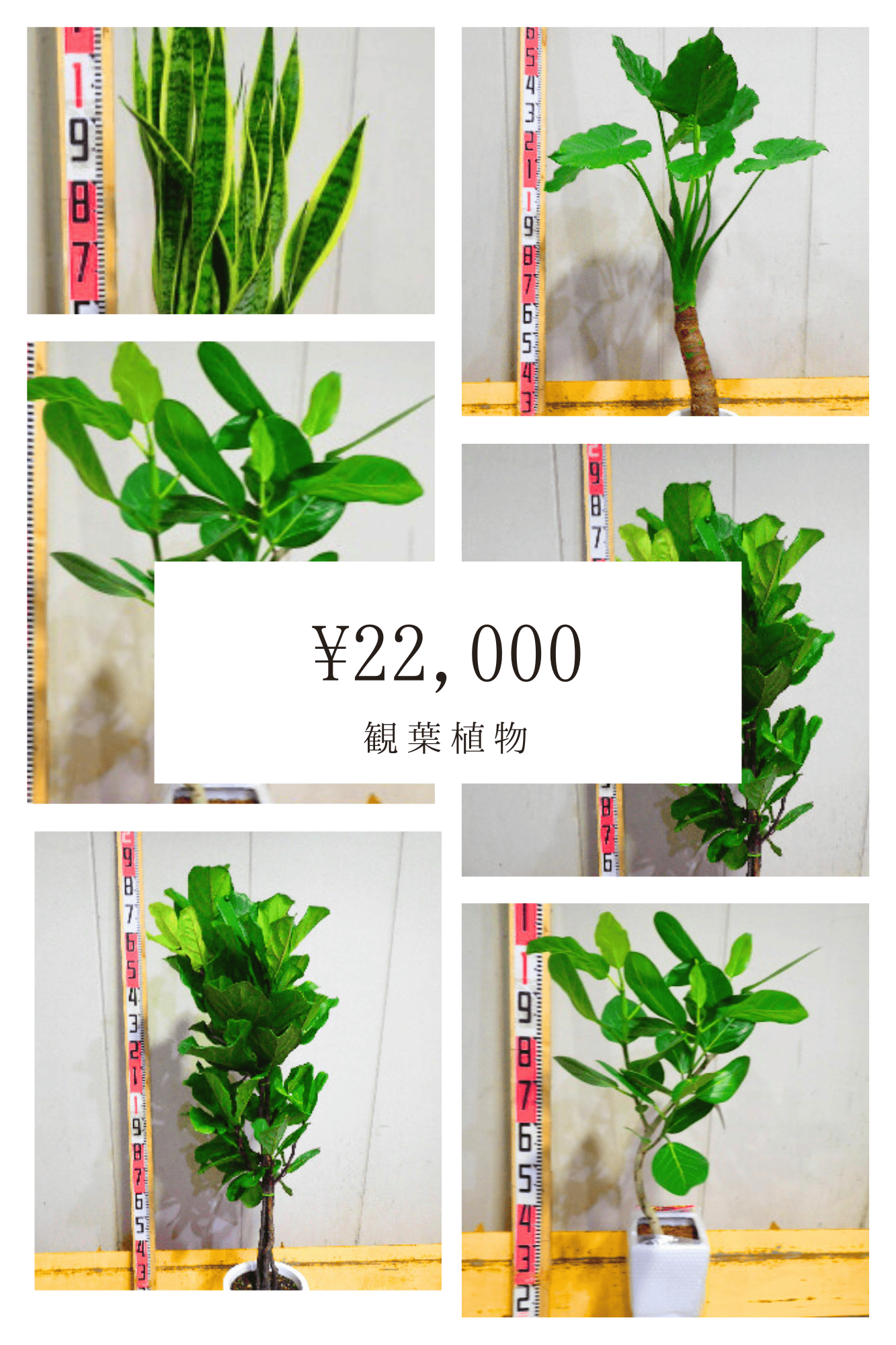 観葉植物