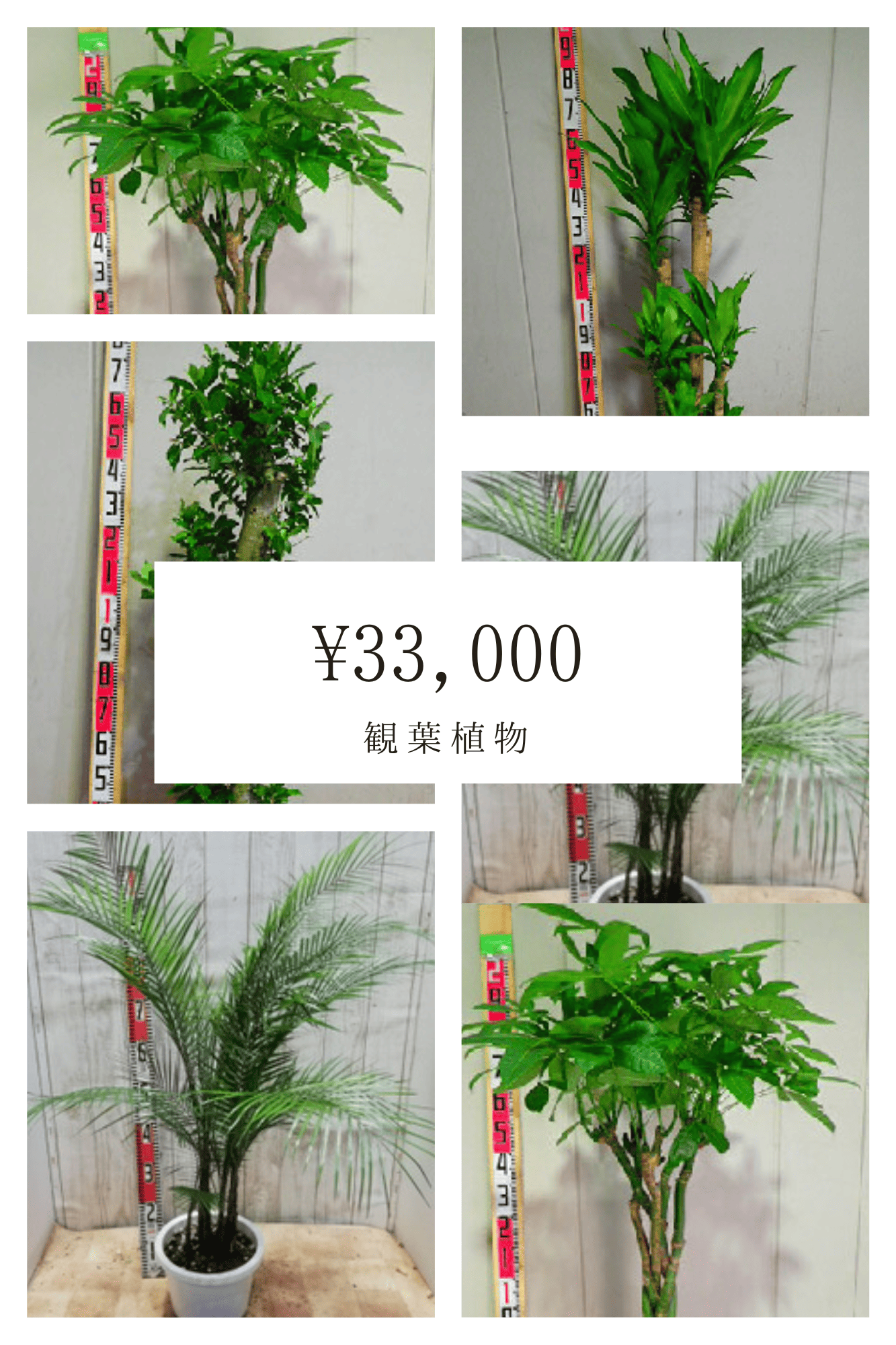 観葉植物