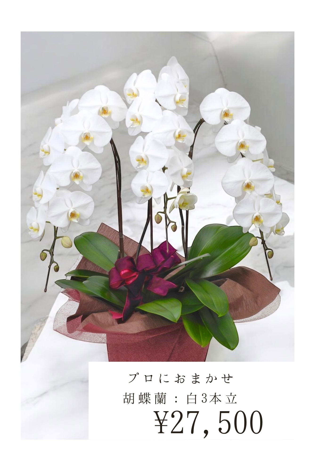 胡蝶蘭