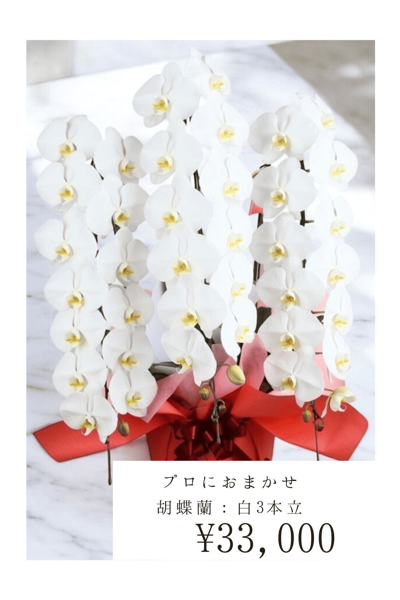 胡蝶蘭