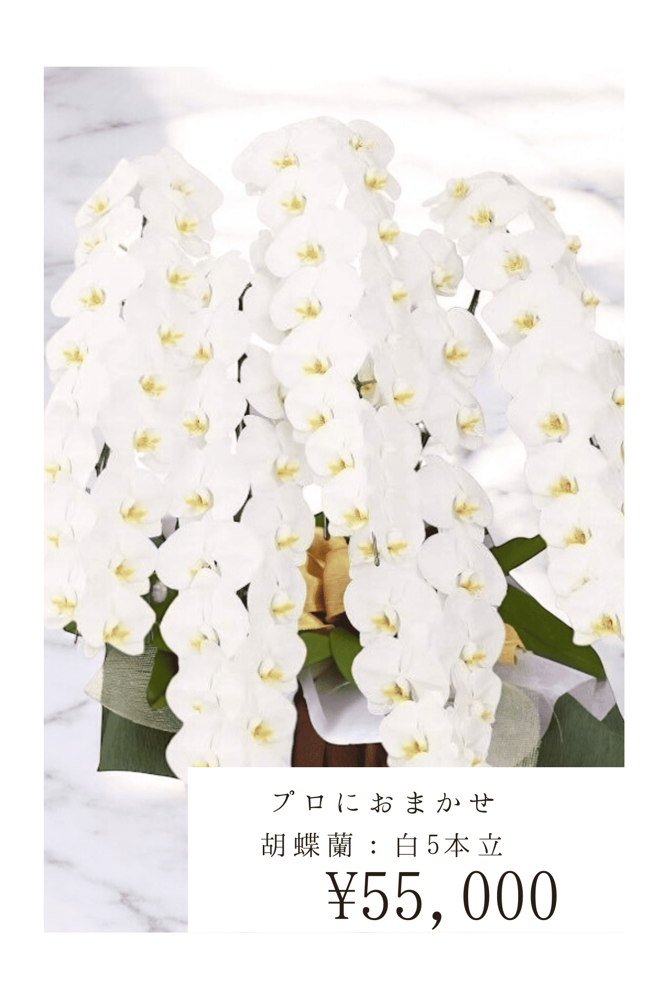 胡蝶蘭