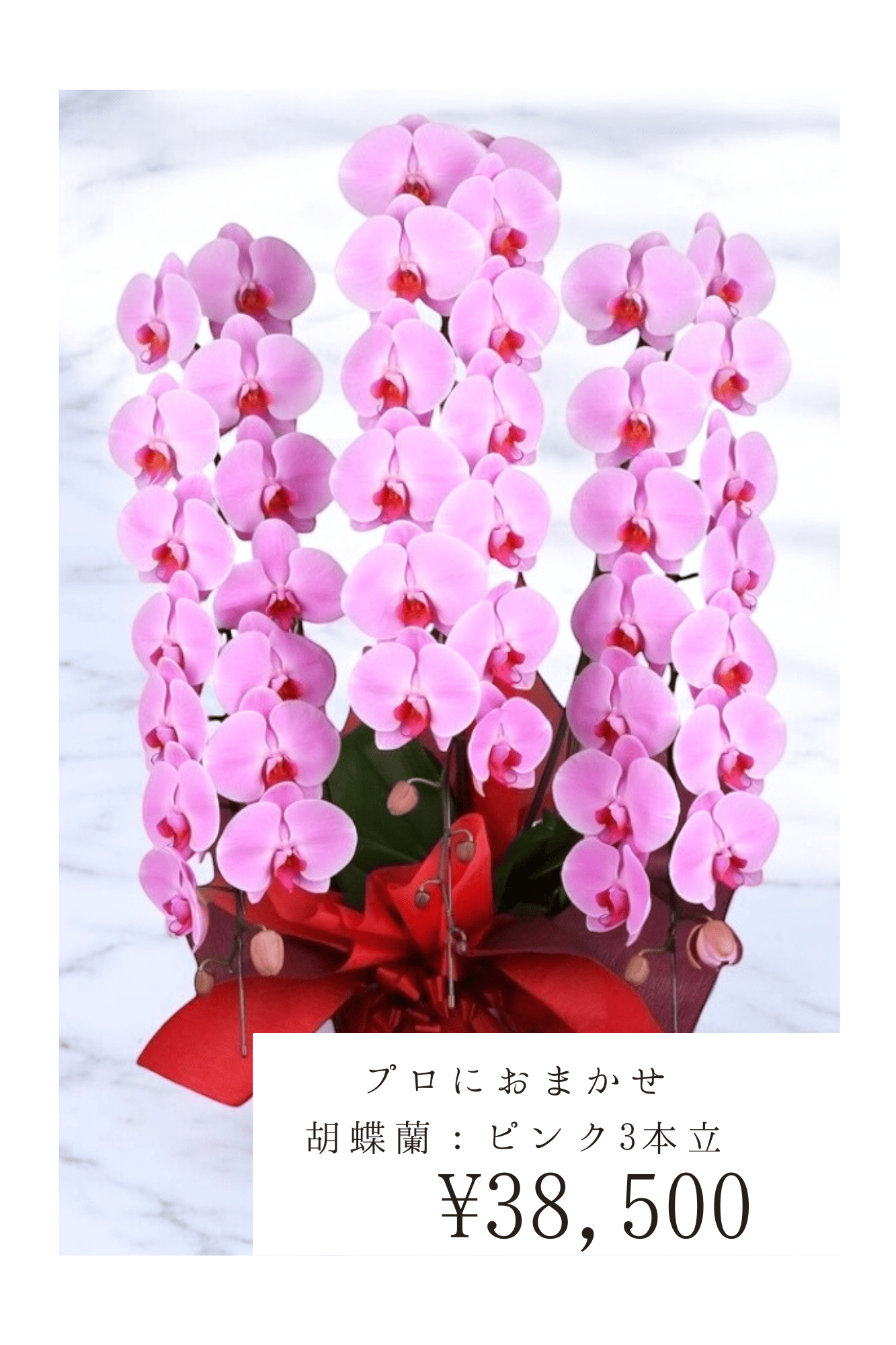 胡蝶蘭