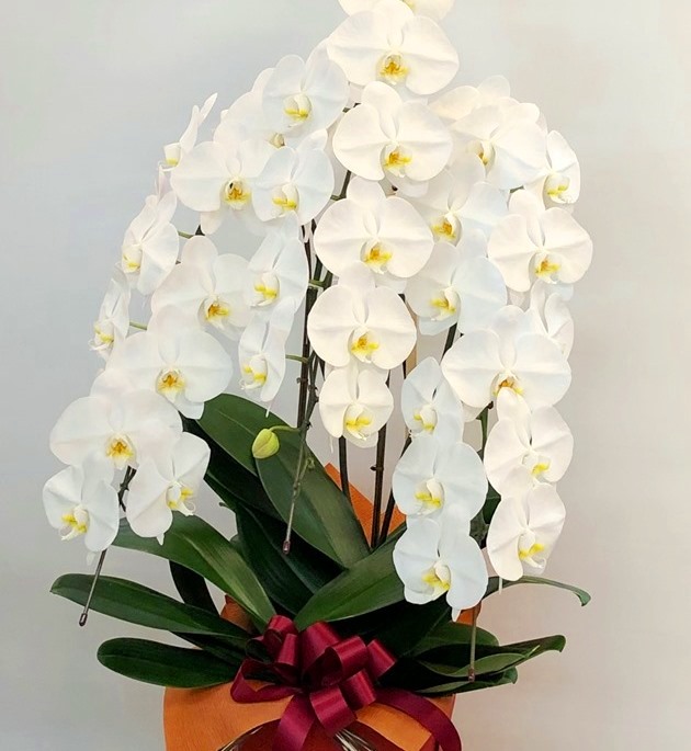 横浜ワールドポーターズへ胡蝶蘭を即日当日配達しました!【横浜花屋の花束・スタンド花・胡蝶蘭・バルーン・アレンジメント配達事例478】