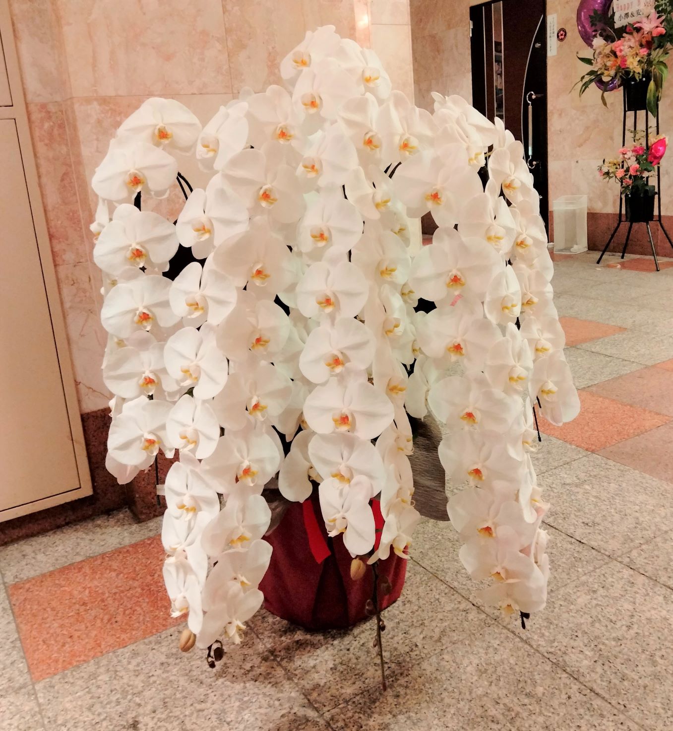 横浜市関内へ7本立の胡蝶蘭を配達しました。【横浜花屋の花束・スタンド花・胡蝶蘭・バルーン・アレンジメント配達事例929】